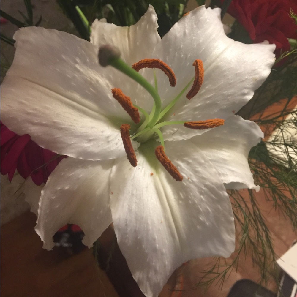 Meet your Posher, Tiffany